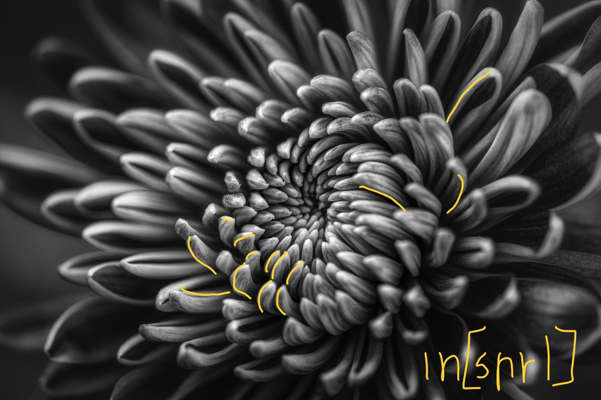 Sárga_carlos-quintero-7mINv5udhe8-unsplash